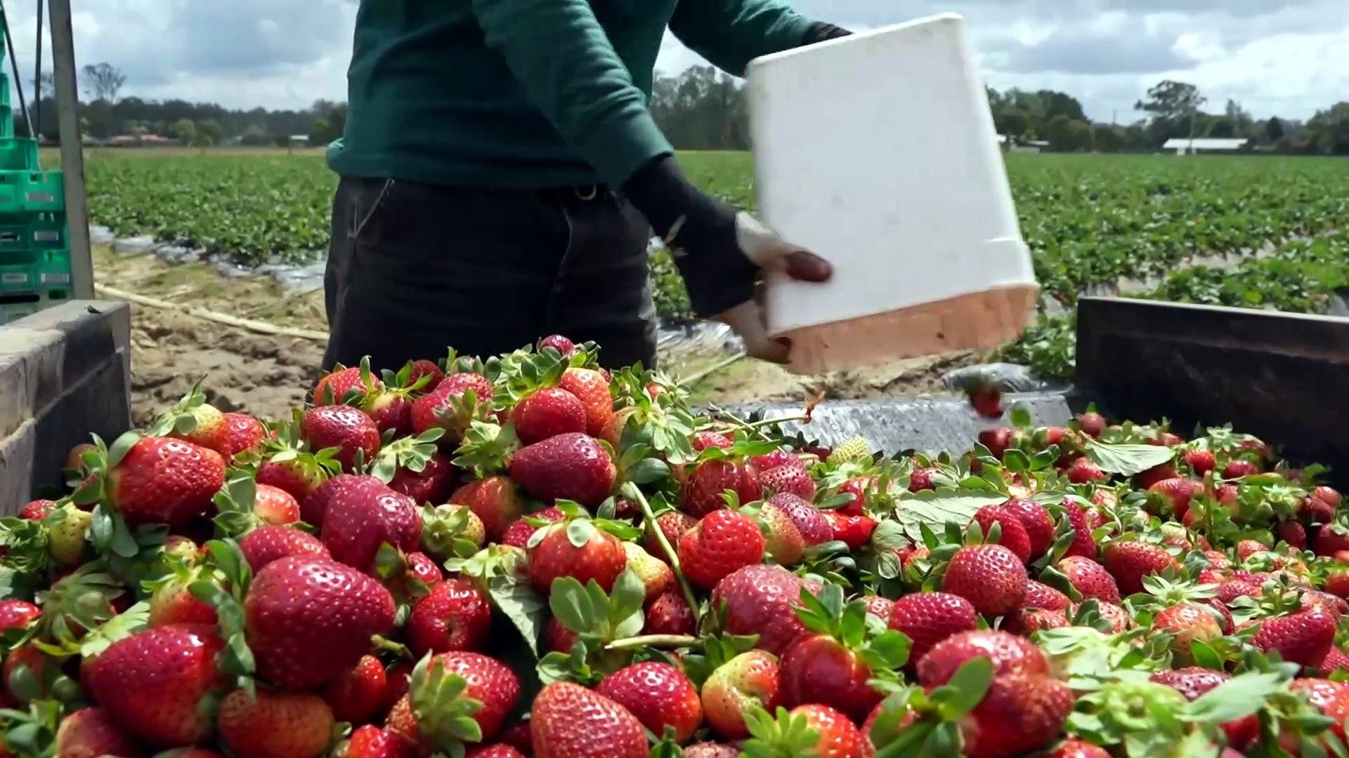 Newly detected pest damaging berry farms in Southeast Queensland