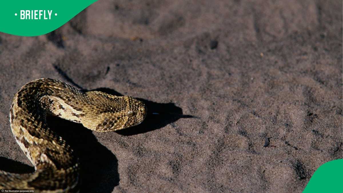 Urgent snake warning for Cape Town after 7 puff adders are found