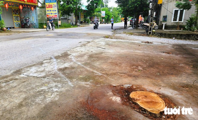 Vụ cây đổ đè chết người đi đường: Bạn đọc lên án việc chặt cây bất cẩn, không có phương án đảm bảo an toàn