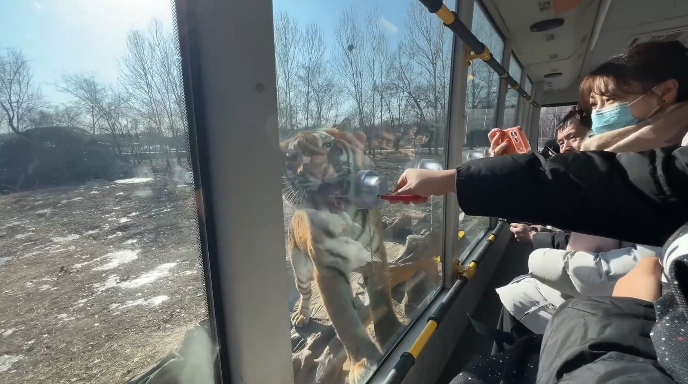 Getting close to Siberian tigers