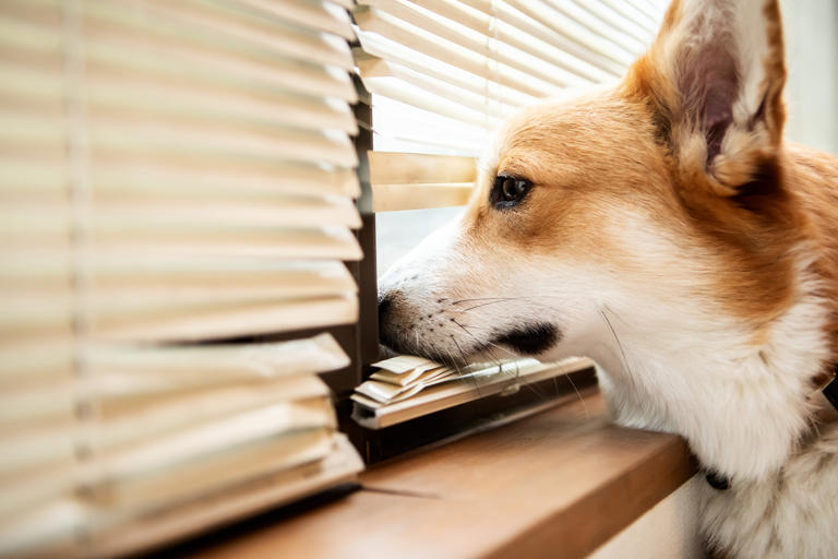 Should you let your dog sleep in your bed with you? According to a vet ...