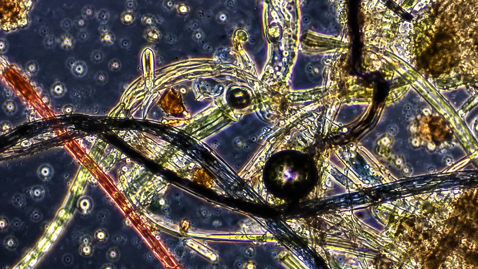 Journey into the unseen world revealed by a microscope