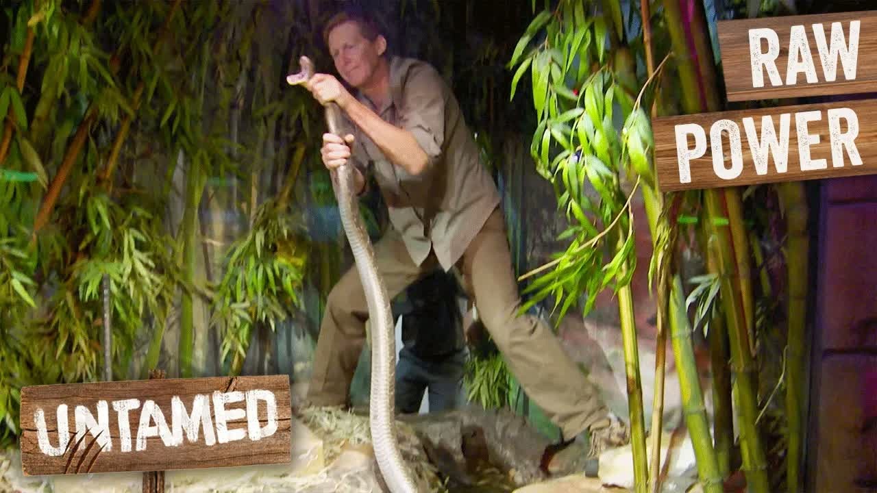 These rangers work inches from animals that could kill them - sometimes ...