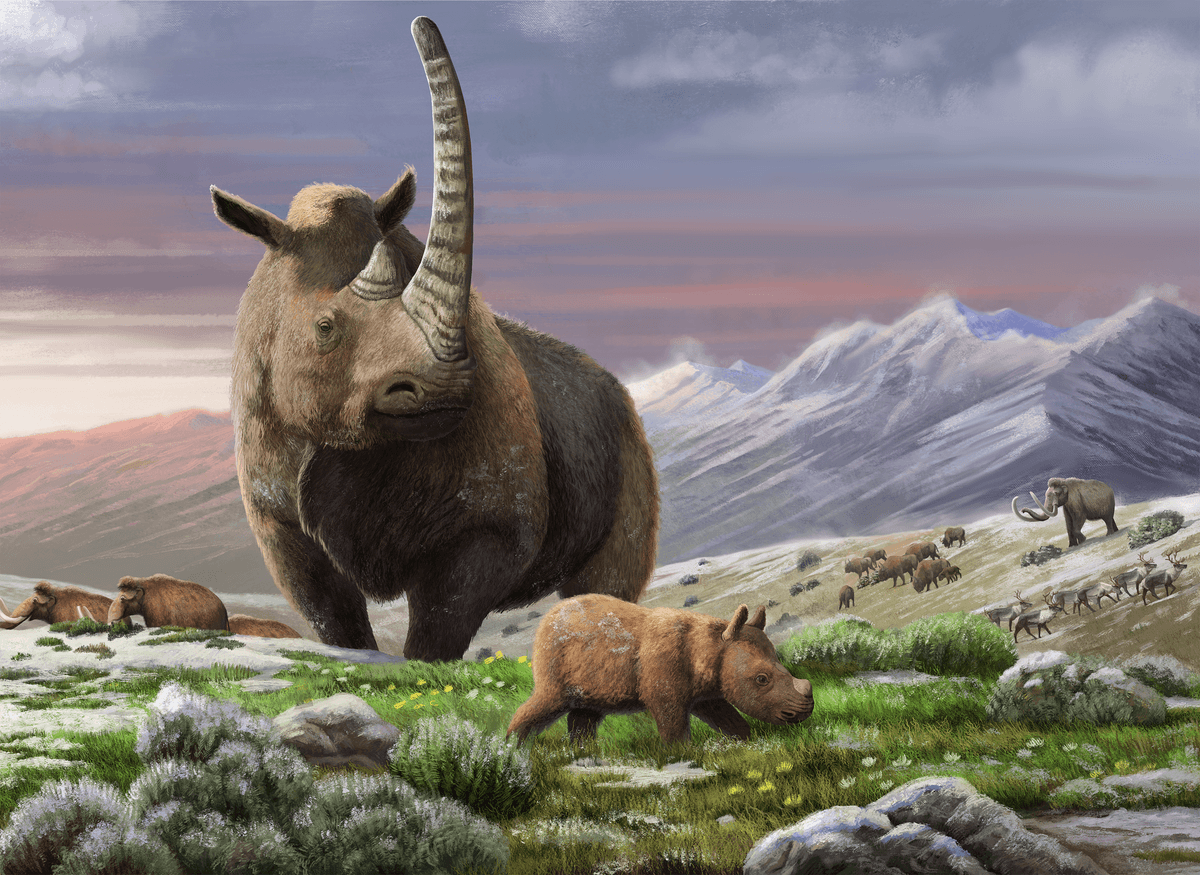 Hybrid woolly rhinos stomped around the Ice Age after canoodling with extinct Merck's rhino