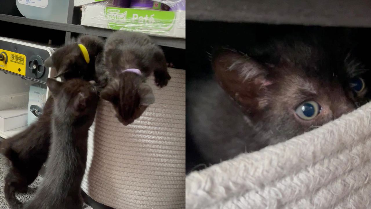 Foster kittens playing with each other while trying to climb inside ...