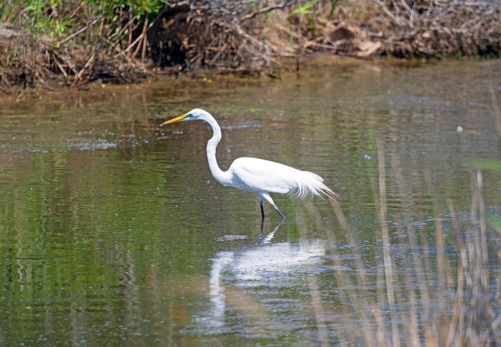 10 kid-friendly coastal trips for watching fall bird migration