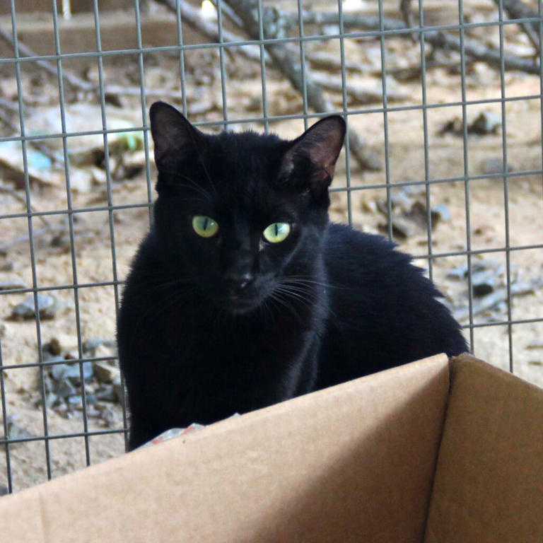 Adopt a pet: Meet Rarity, Fluttershy and Applejack!
