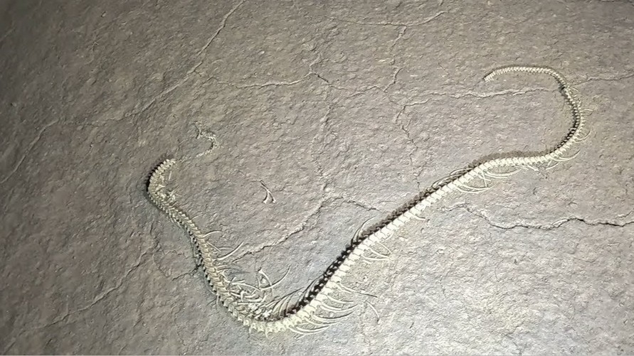 An ancient snake skeleton was found 3 miles inside a cave - then the ...