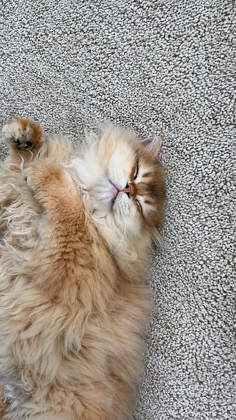 Playtime vs. nap time for cats