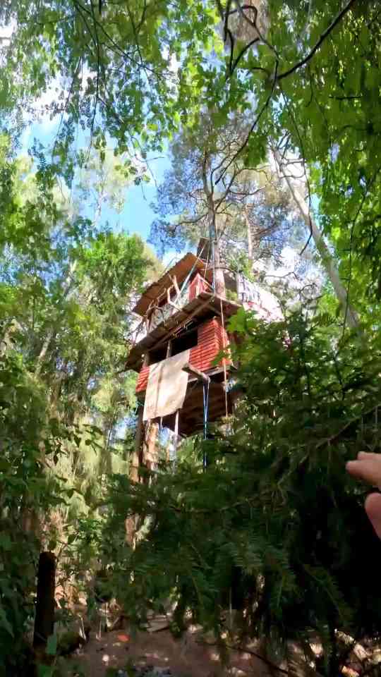 Parkour in the trees: Exploring a forest tree house