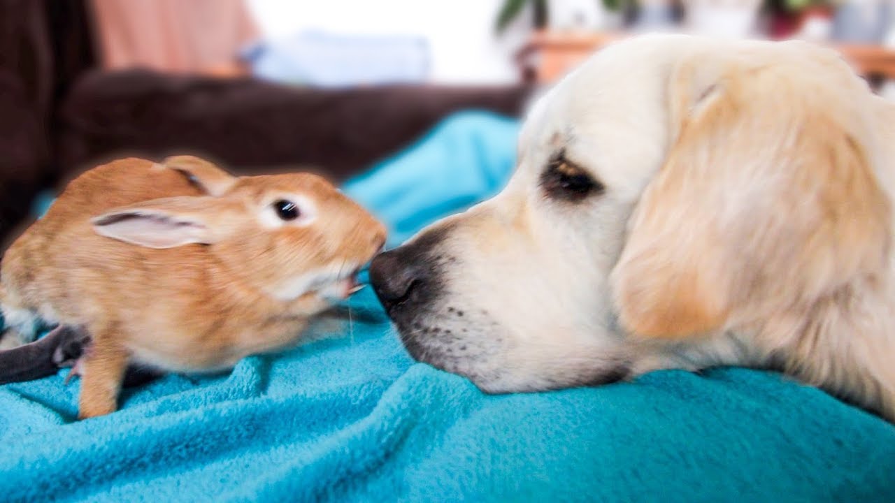 Mother rabbit stands up to golden retriever