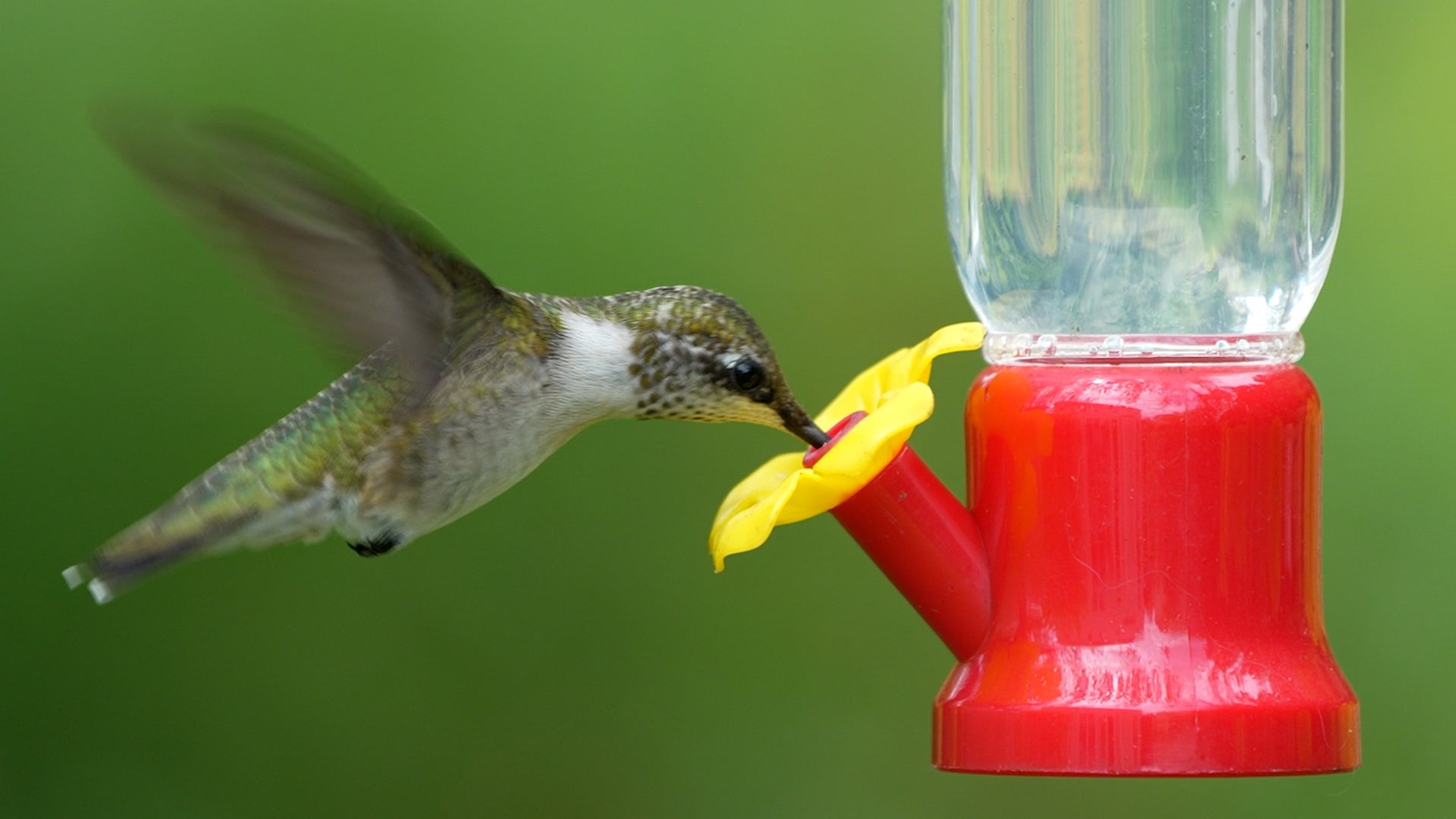 The yearly ruby-throated hummingbird migration is getting started