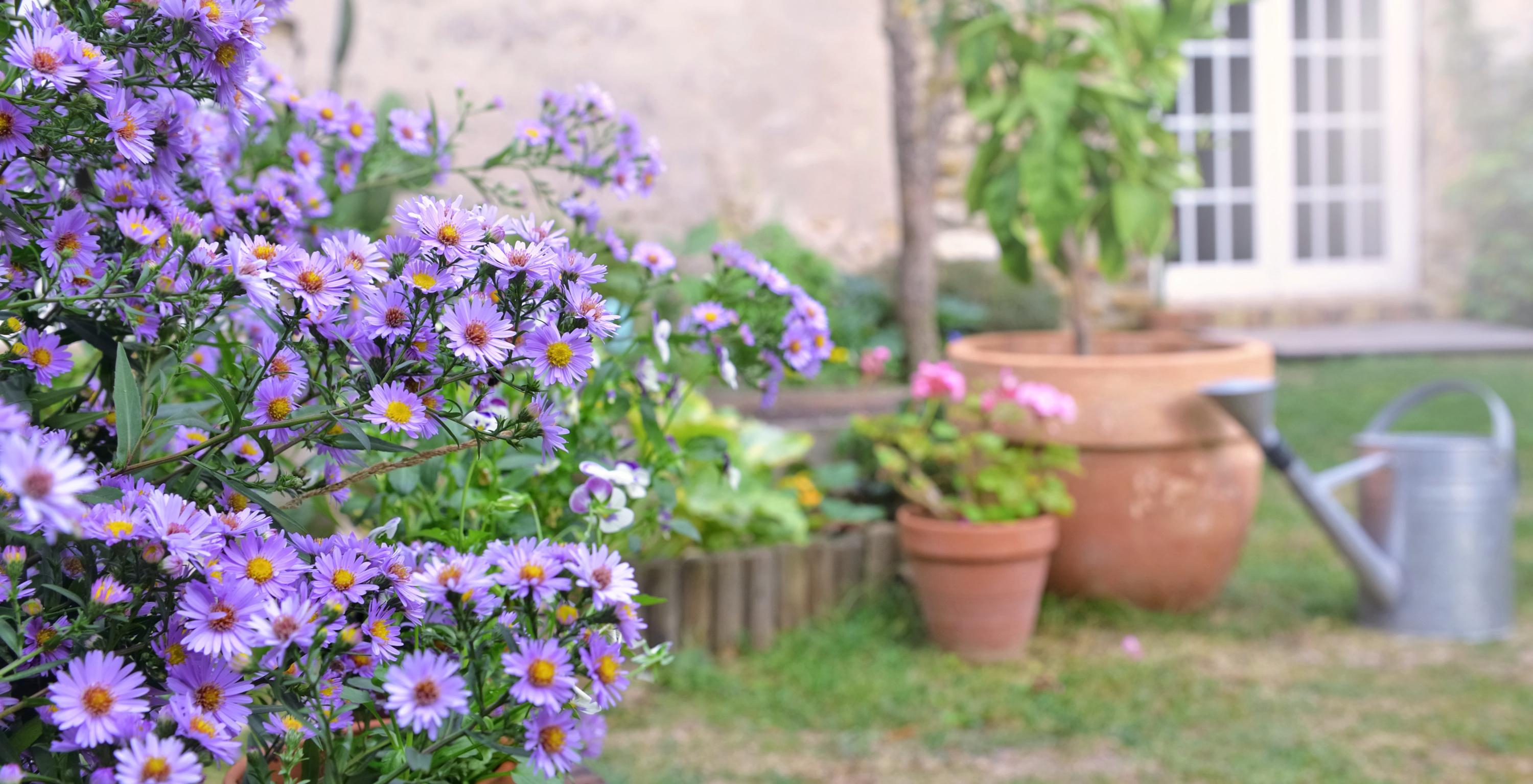 l-aster-la-fleur-qui-refuse-de-voir-l-t-se-terminer