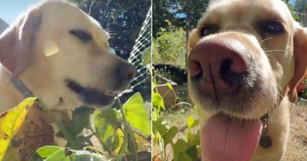 Labrador Spots Fresh Veggies & Suddenly the Garden Is a Buffet