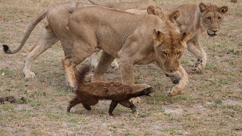 This 30-pound animal will fight almost anything alive