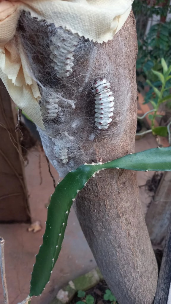 Dad unknowingly turns backyard mango tree into nursery for venomous ...