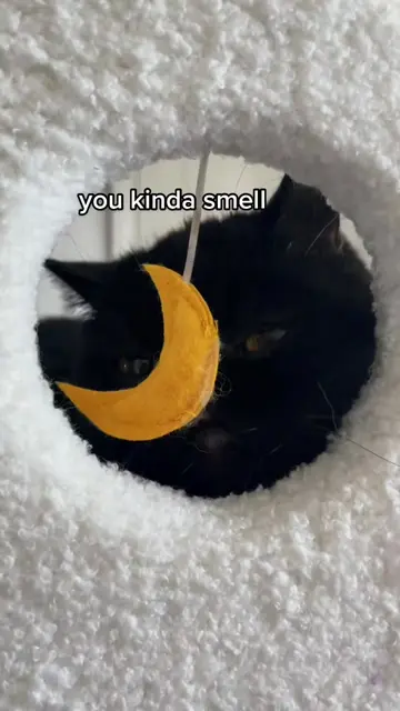 Dramatic black cat reacts to anime meme audio
