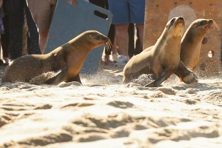 more-sea-lions-falling-ill-in-california-in-bad-sign-of-what-s-to-come