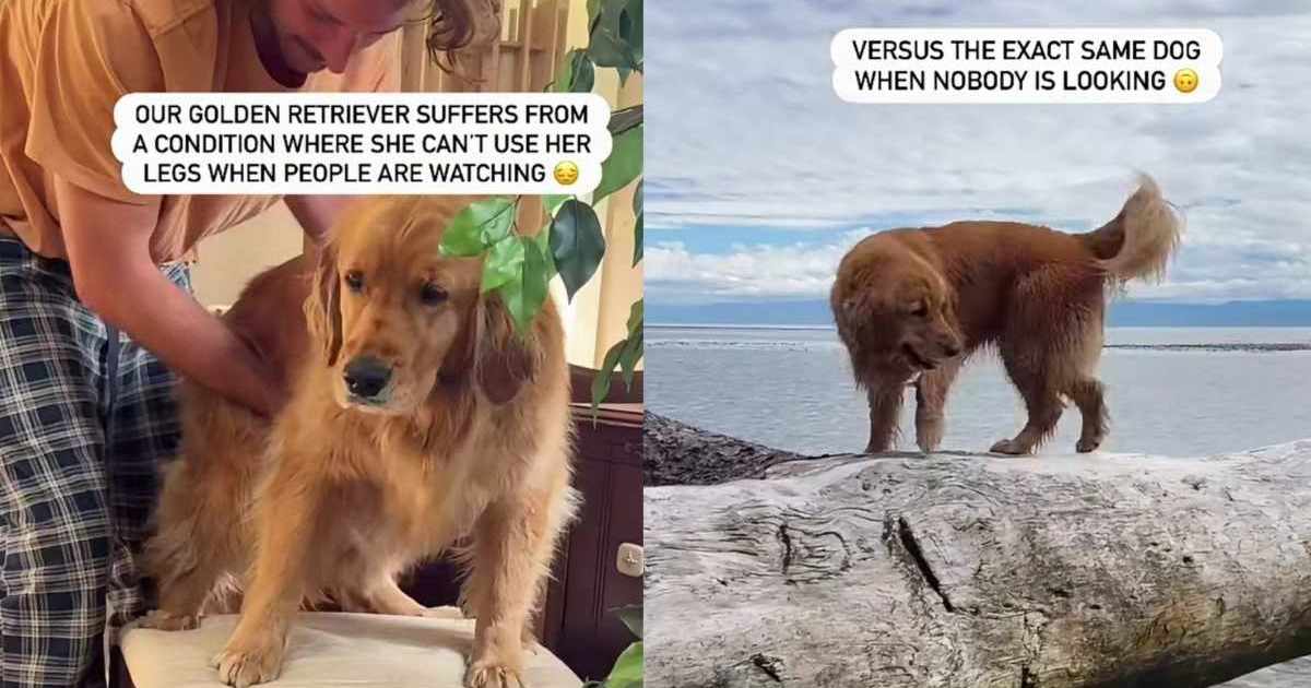 Golden retriever runs with ease, but suddenly needs help when people watch