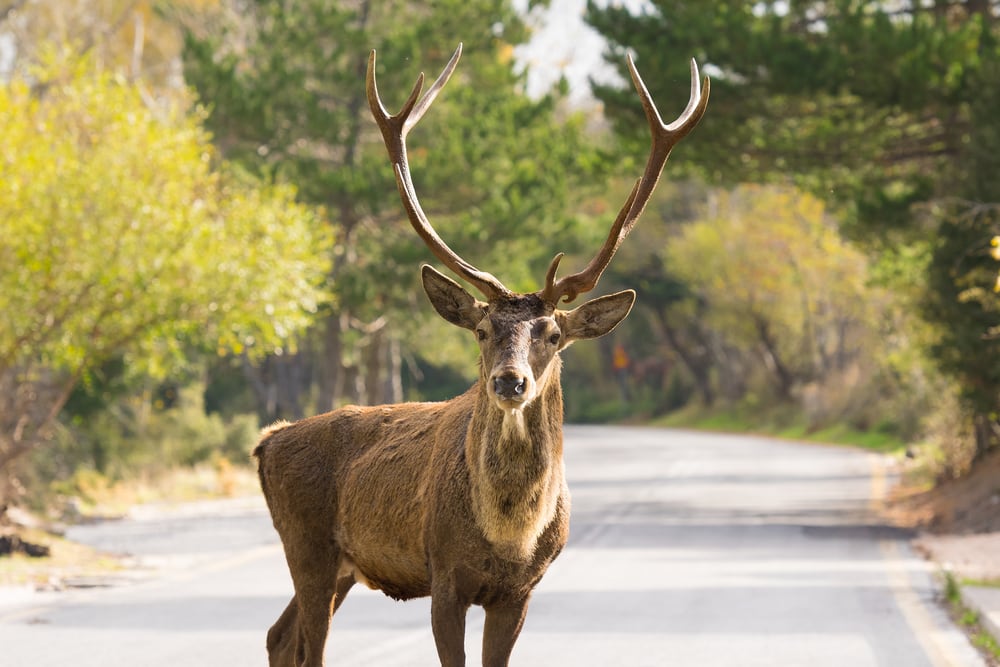 Study shows majority of risky wildlife encounters do not involve predators