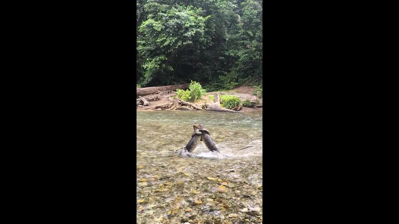 Two monitor lizards wrestle upright in river in Tangkahan, Indonesia