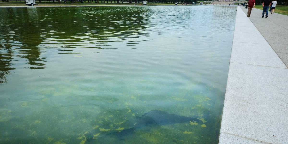 Reflecting pool contractor admitted its own errors caused issues, not vandals: report