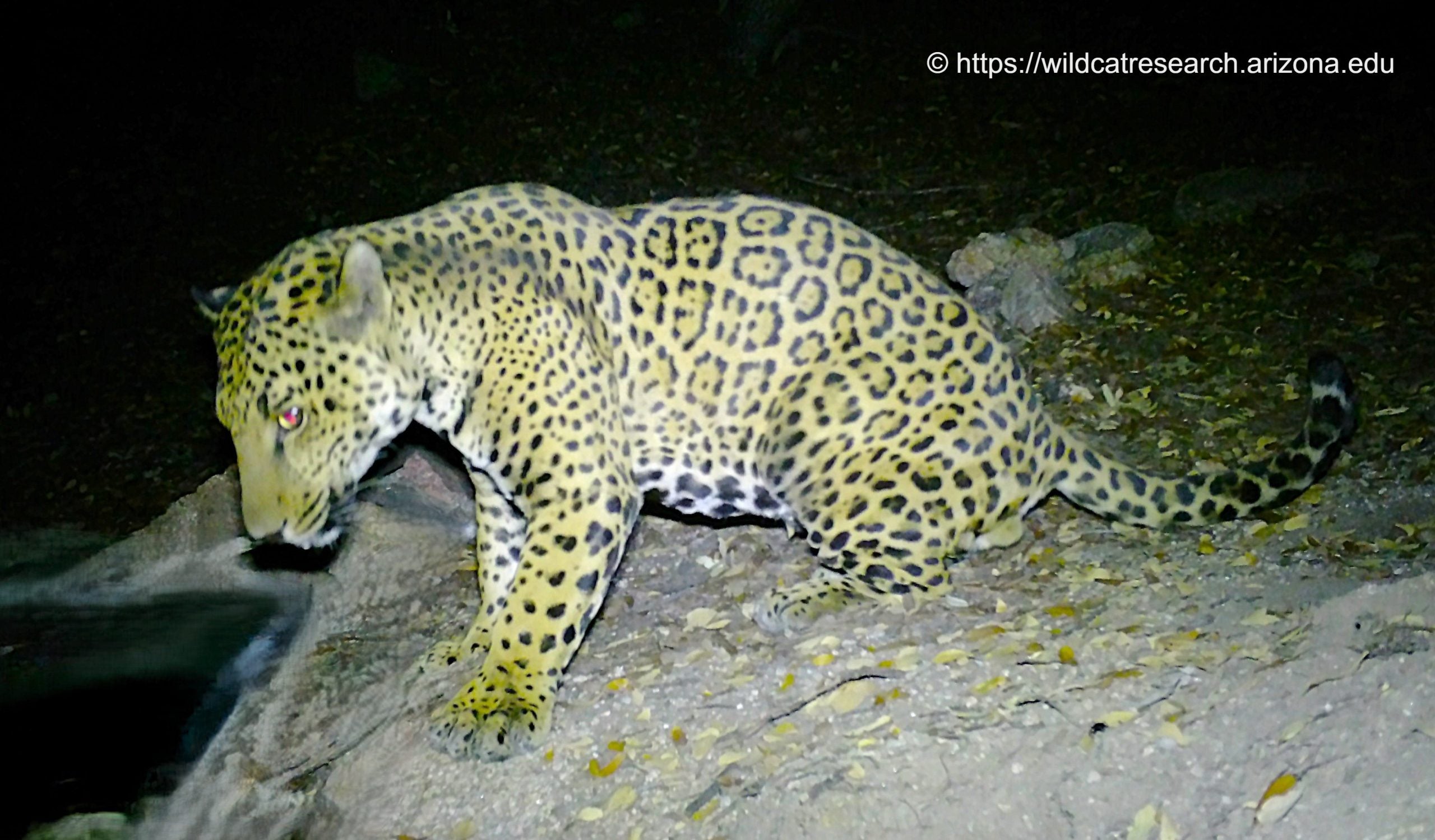 Meet Cinco, one of just five jaguars documented in Arizona in more than a decade