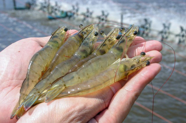 Hawaiʻi shrimp farm races 48-hour clock after Lowell leaves 120,000 ...