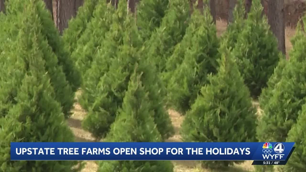 Upstate Christmas tree farms prepare for holiday demand