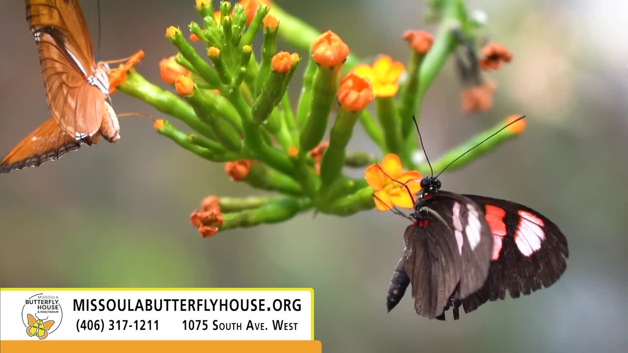 Big Sky Blend | Missoula Butterfly House
