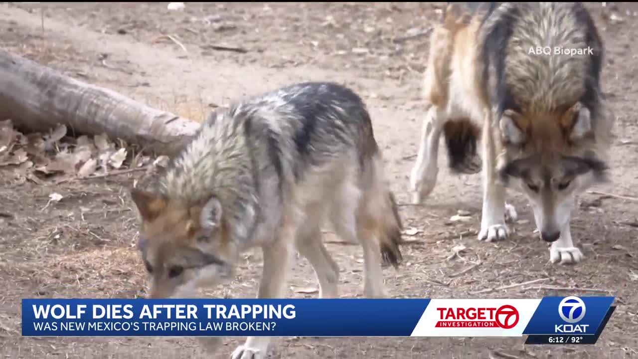 Mexican gray wolf’s accidental death after trapping sparks legal debate ...