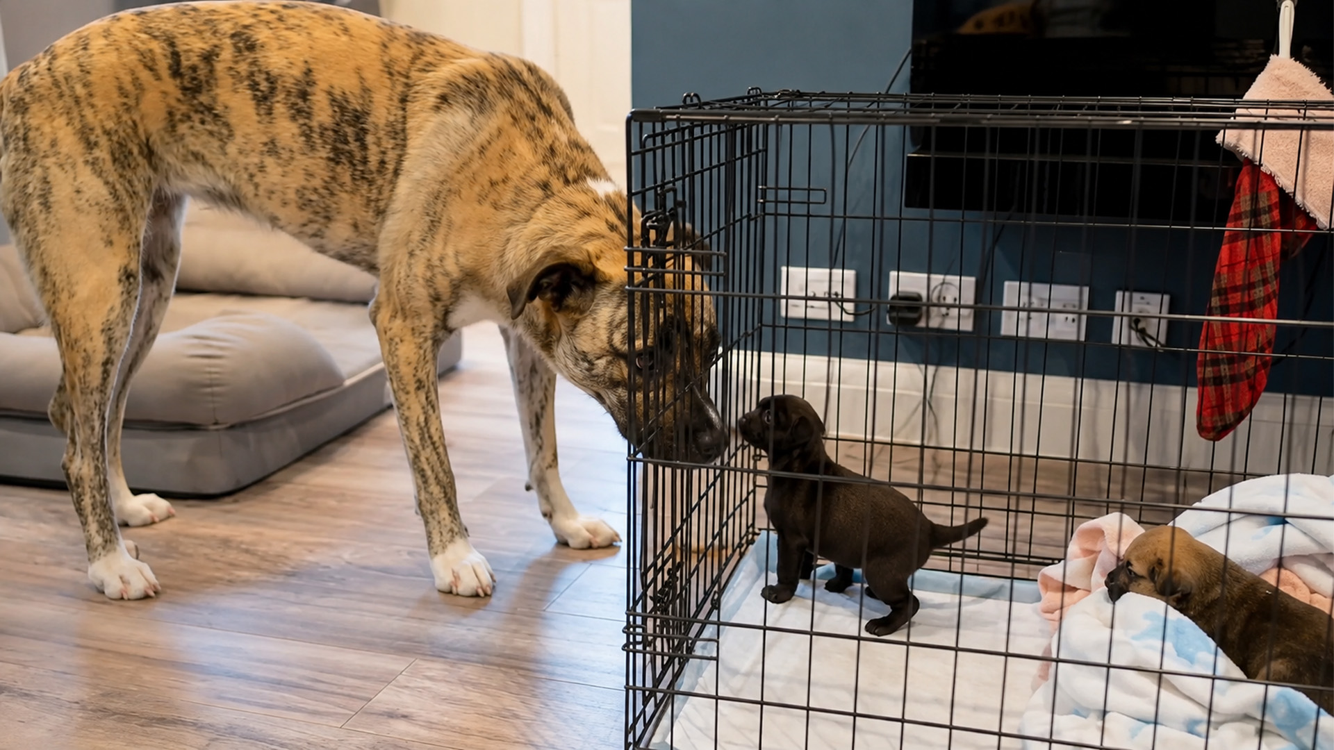 Our Doberman stepped up for orphaned rescue puppies
