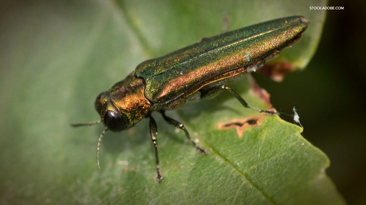 Emerald ash borer detected in Walla Walla County for first time