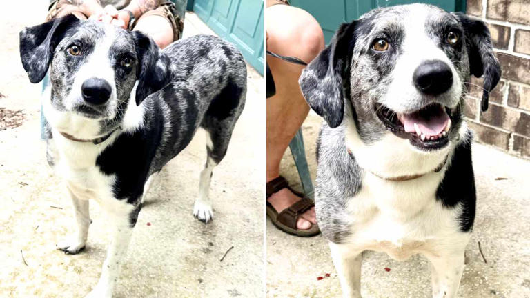 Sweet pup looking for new home due to owner's declining health