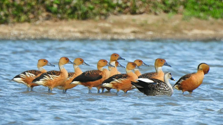 Fulvous whistling-duck spotted for first time in Coimbatore