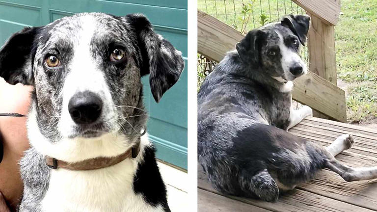 Sweet pup looking for new home due to owner's declining health