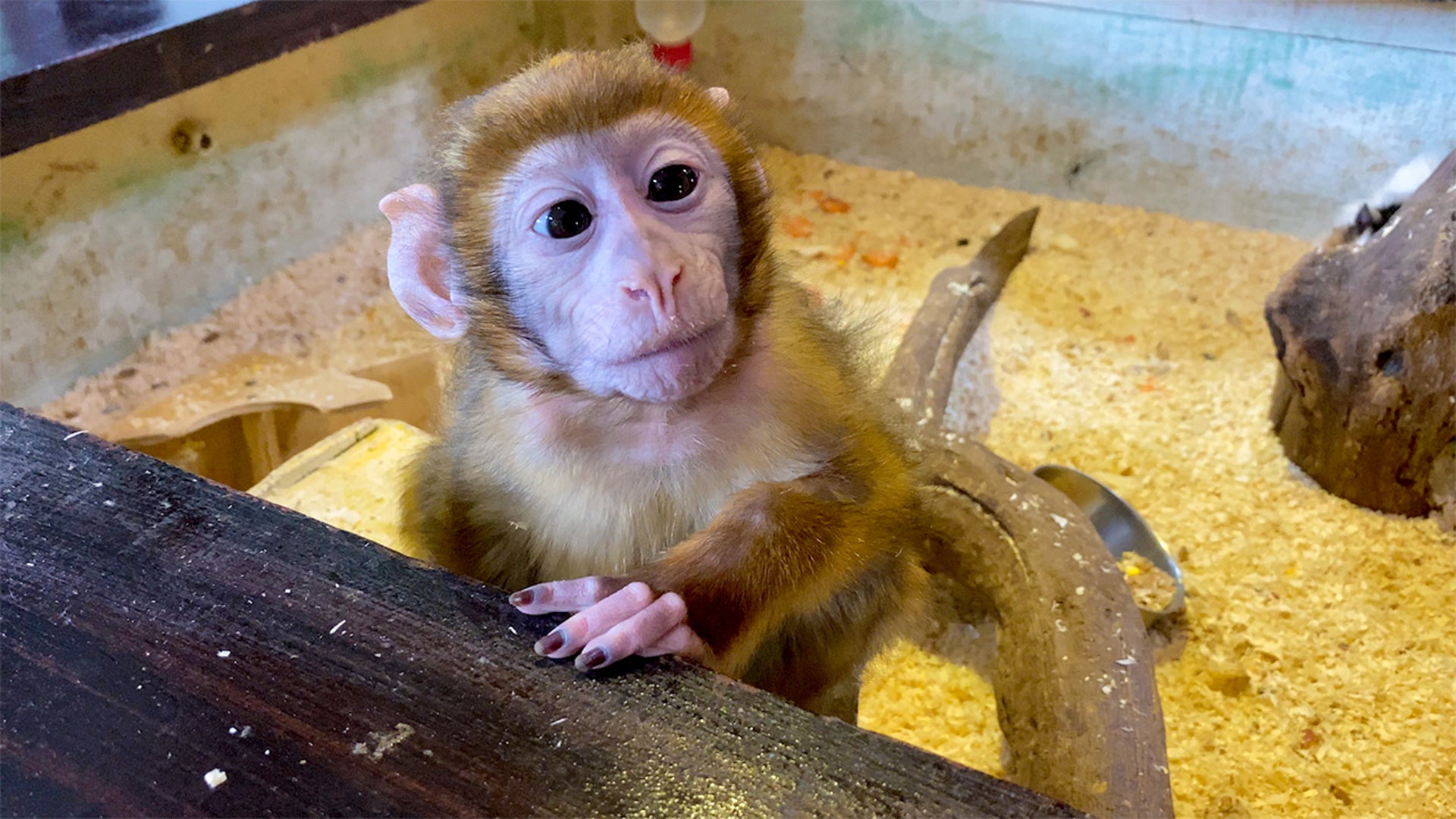 Monkey kept in tiny cage at petting zoo finally gets to explore