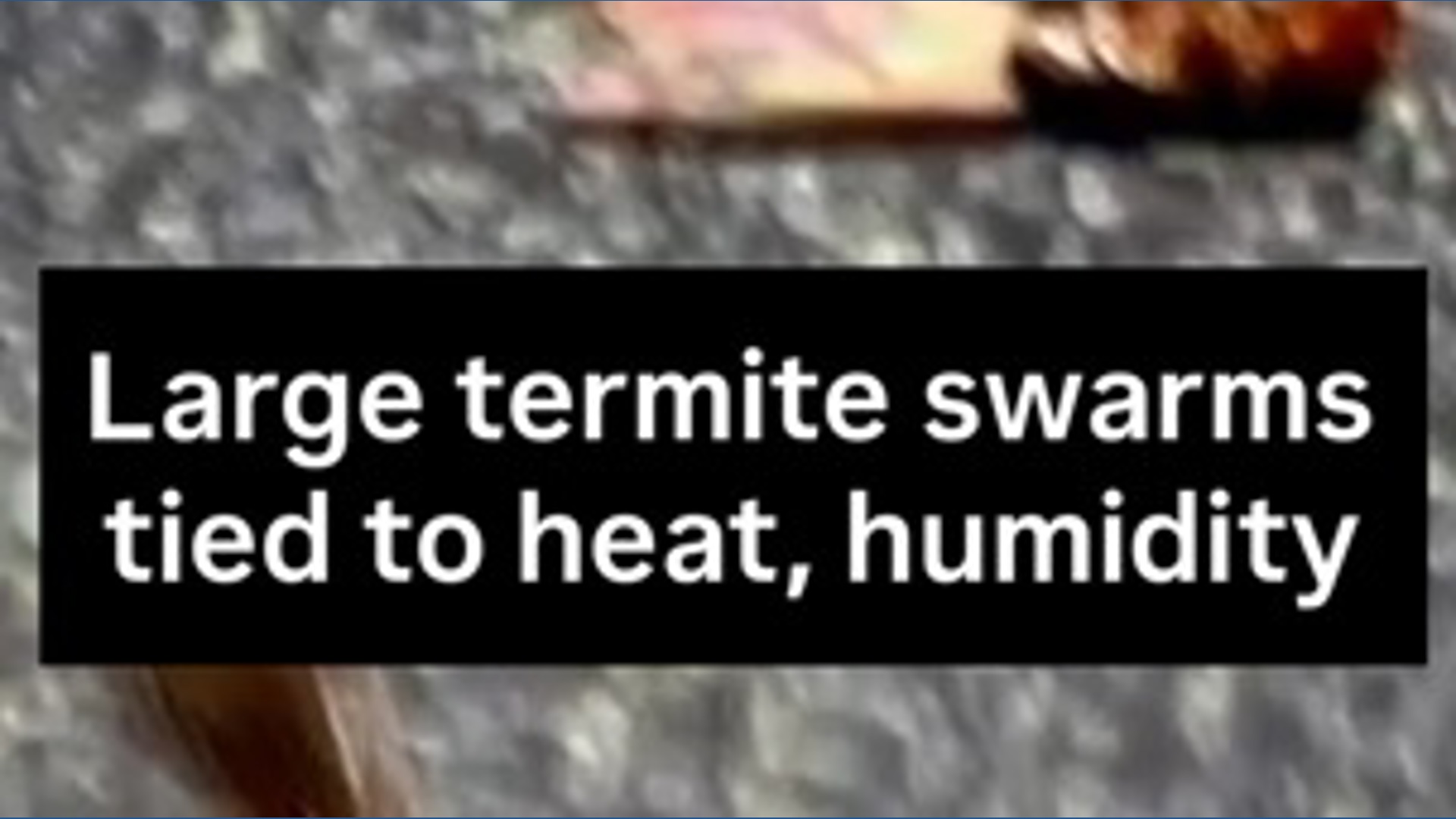San Diego Terminix manager warns of larger termite swarms amid heat ...