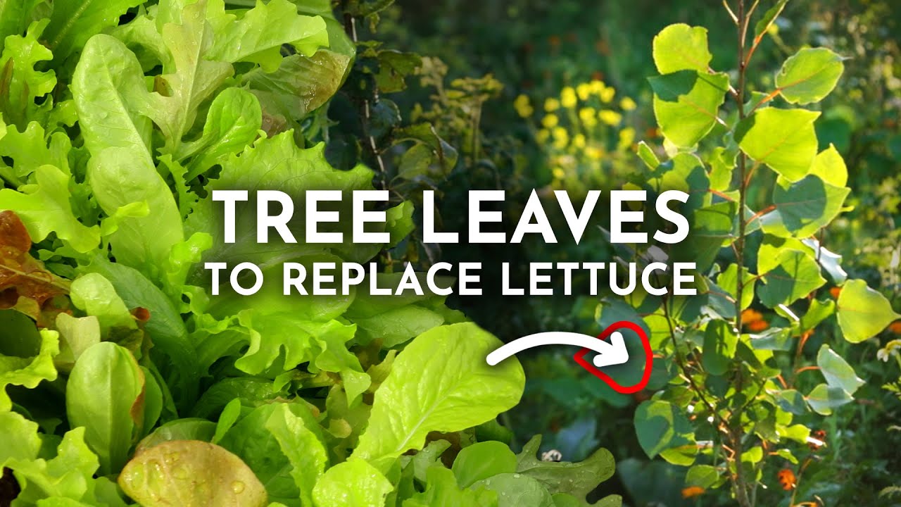 Harvesting tree leaves for meals
