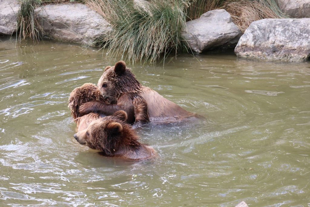 Camera captures bear cub’s unexpected backyard pool adventure in Florida