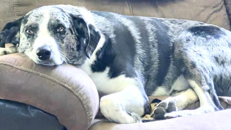 Sweet pup looking for new home due to owner's declining health