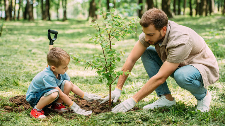Before you plant a tree: The rule most homeowners don't know