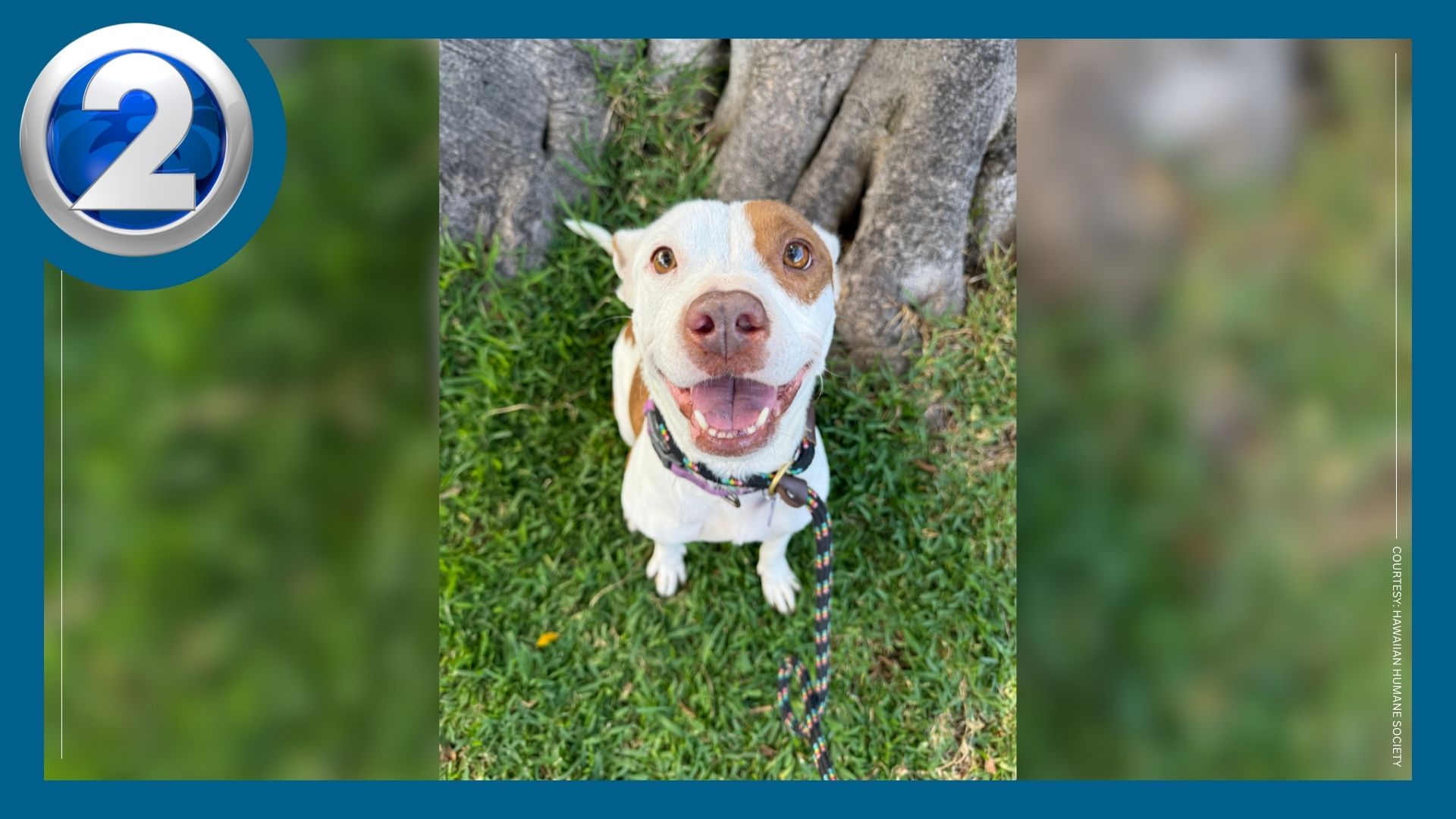 Adopt these animals in Hawaiian Humane’s weekend flash special ...