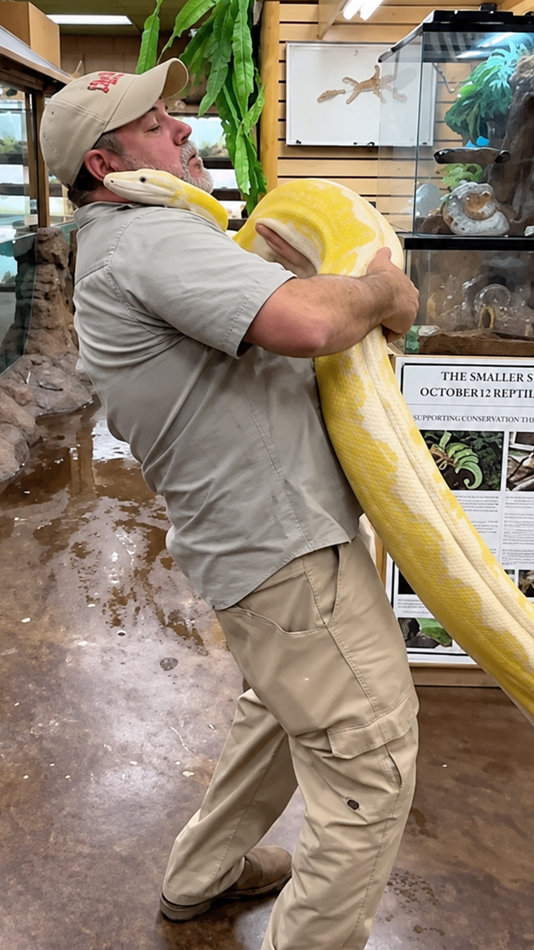 Her muscles start flexing the moment this massive snake begins moving