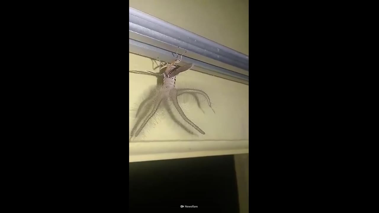 This moth looks like something straight out of a nightmare... and it’s ...