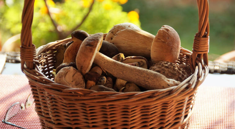 Superano il confine con la Svizzera per andare a funghi. Ma dopo aver raccolto 30 chili di porcini la polizia li ferma e glieli sequestra