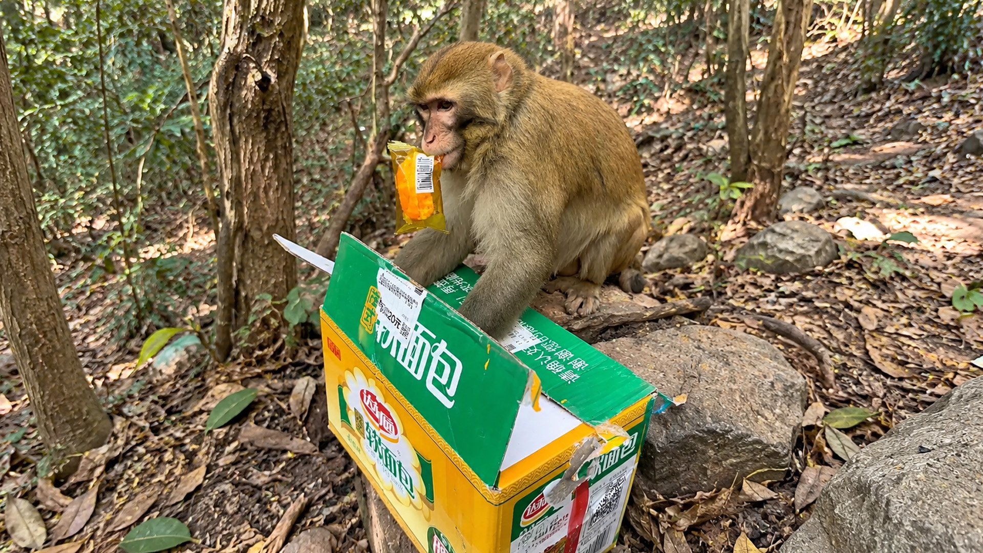 Monkey finds a huge box full of snacks in the forest
