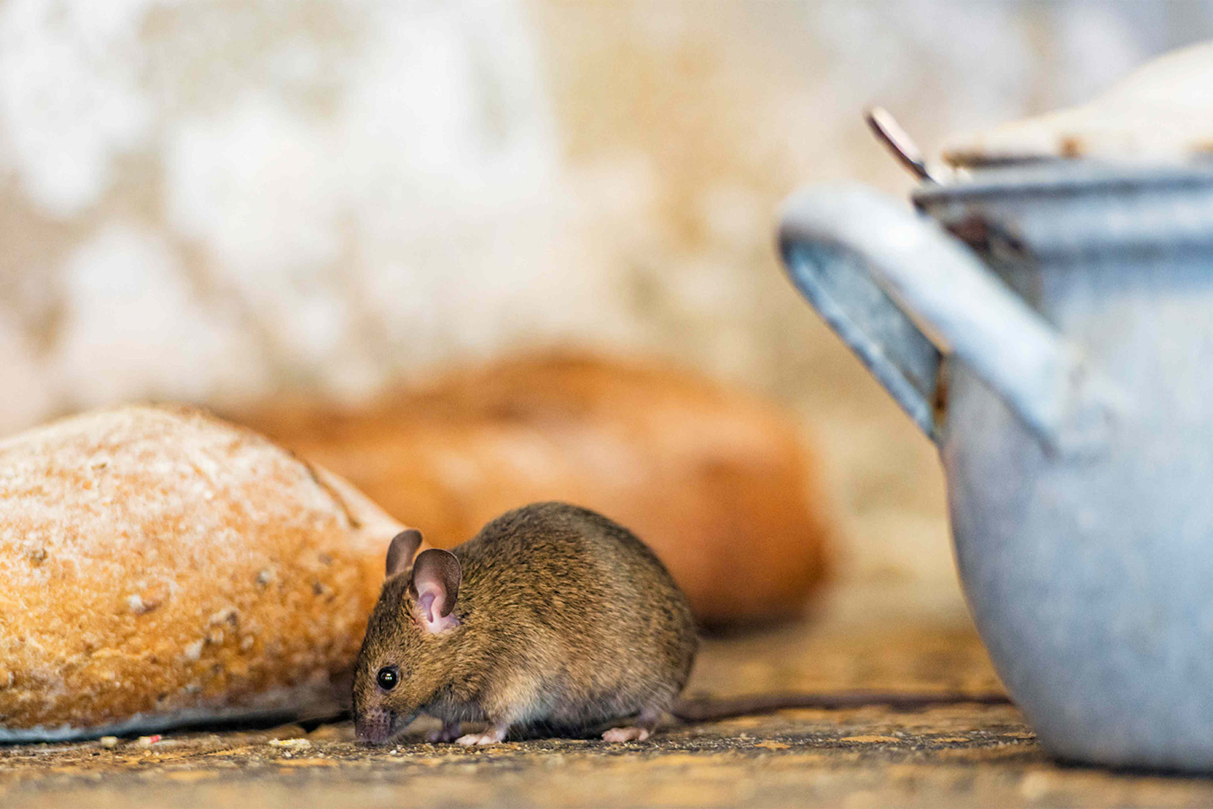 We asked a pest control expert how to keep mice out of your home—their ...