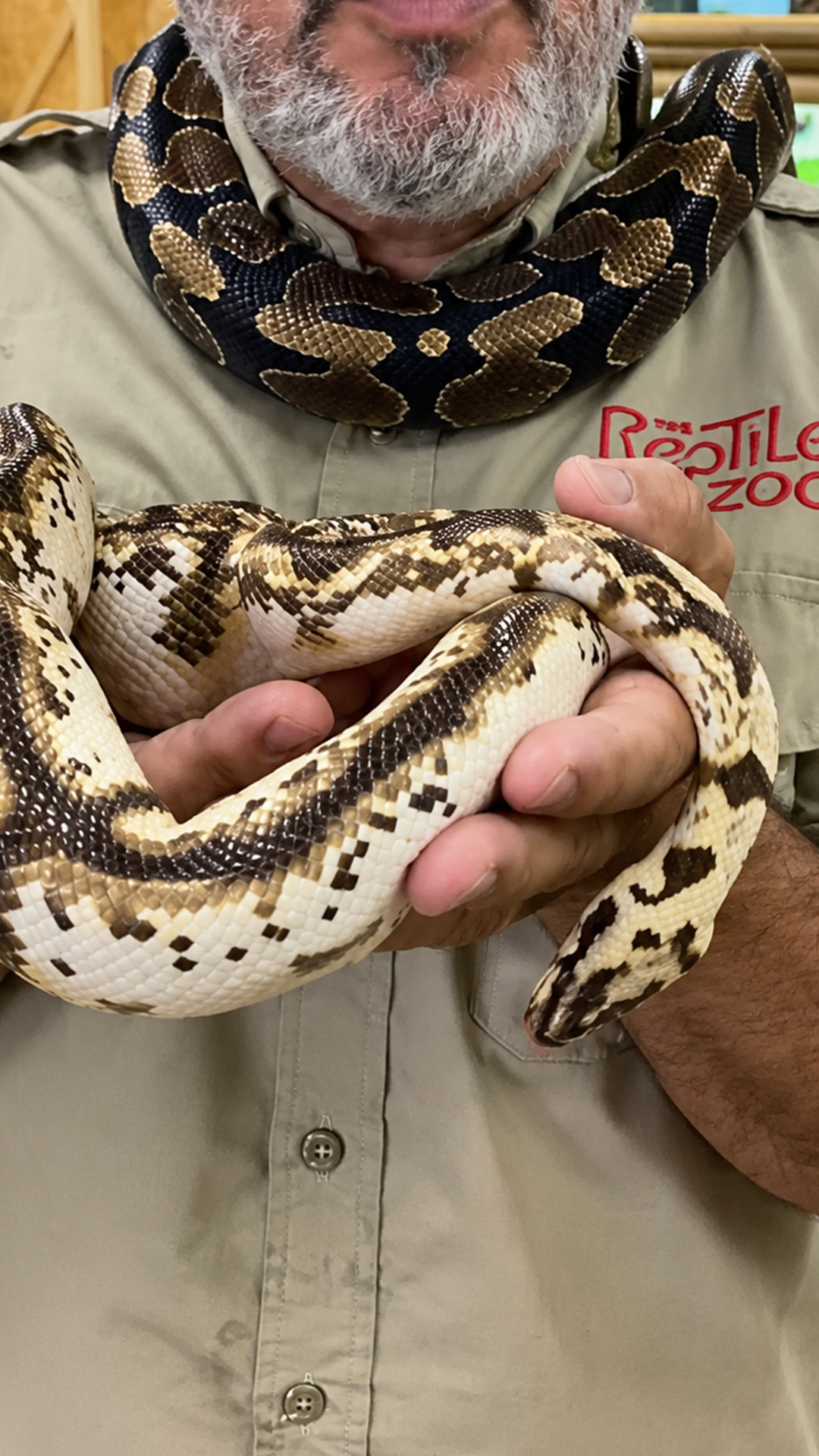 Snake genetics create stunning colors and unique patterns in reptiles