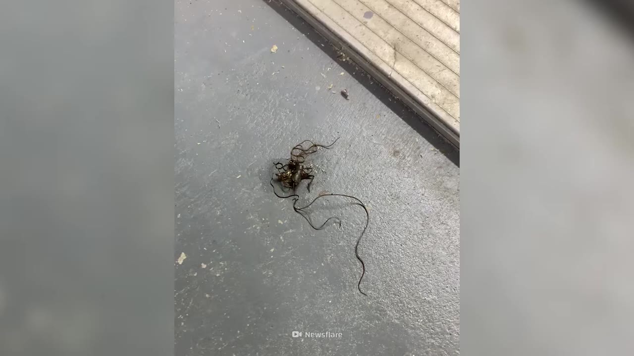 This worm grows inside an insect... then hijacks its brain and makes it ...